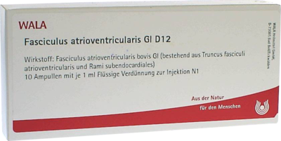 FASCICULUS atrioventricularis GL D 12 Ampullen