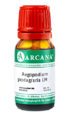 AEGOPODIUM podagraria LM 100 Dilution