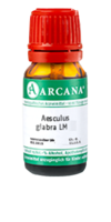 AESCULUS GLABRA LM 75 Dilution